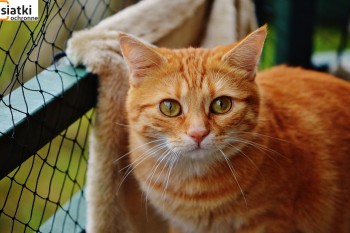 Siatki Legionowo - Zabezpieczenie dla kotów – siatka dla terenów Legionowa