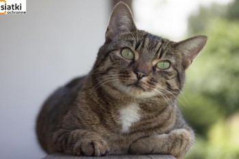 Siatki Legionowo - Siatka do zabezpieczenia kota i przed kotem dla terenów Legionowa